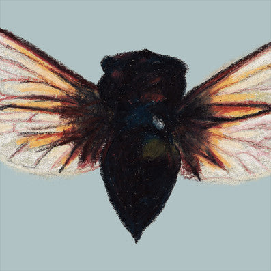 Batwing - Duck Egg