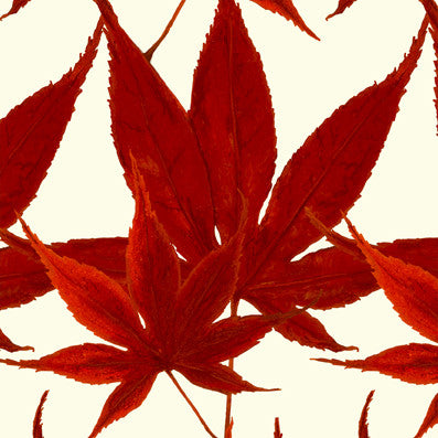 Maple - Red Velvet