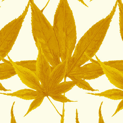 Maple - Honeycomb