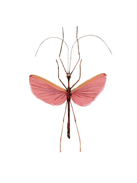 Damsel Hero - Giclée Print