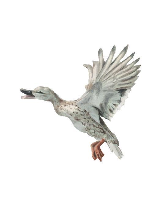 Drake Hero - Giclée Print