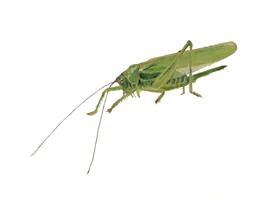 Grasshopper Hero - Giclée Print