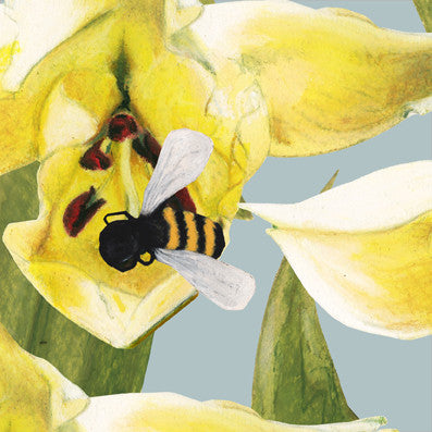 Lily Bee