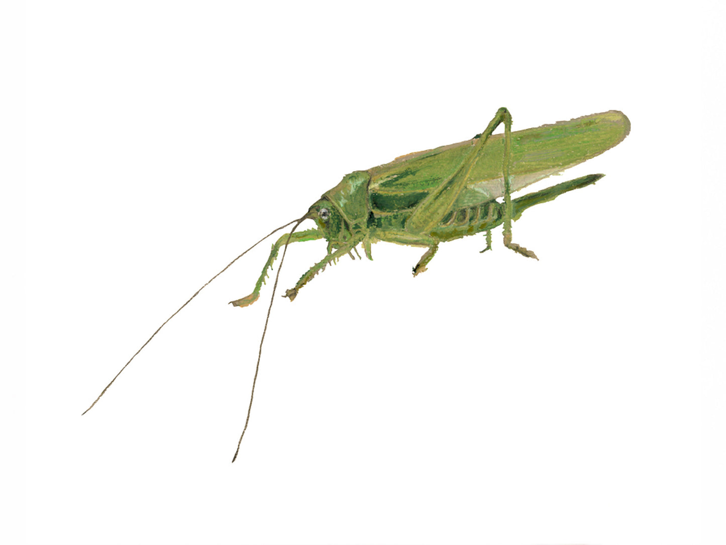 Grasshopper Hero - Giclée Print