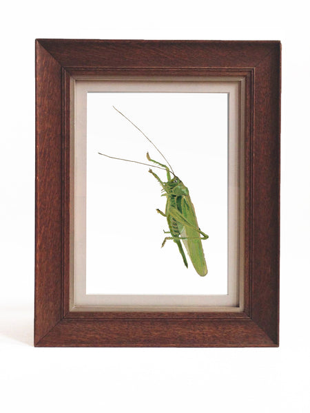 Grasshopper Hero - Giclée Print